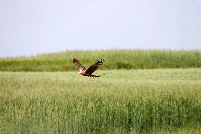Aguilucho lagunero