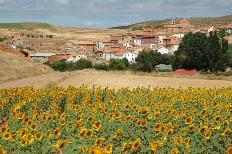 Campo de girasoles Aldehuela de Liestos