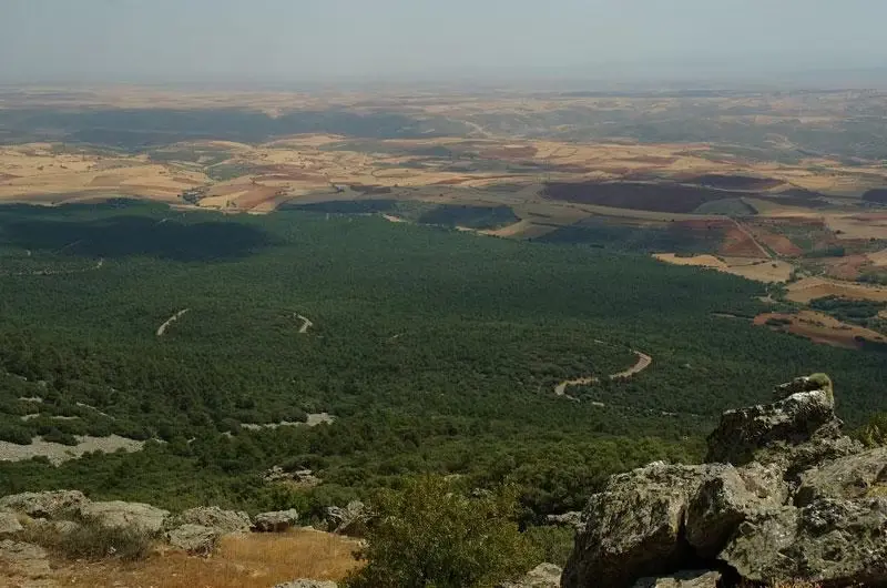 Vista aerea bosque Herrera de los Navarros