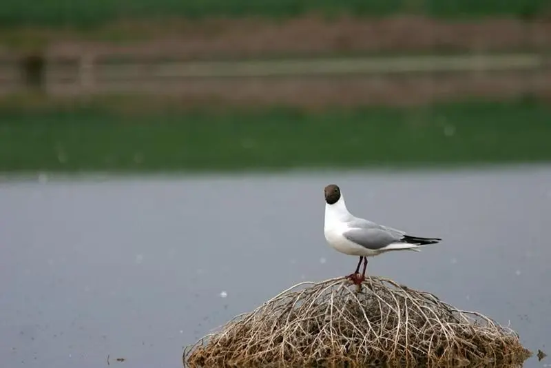 Gaviota reidora